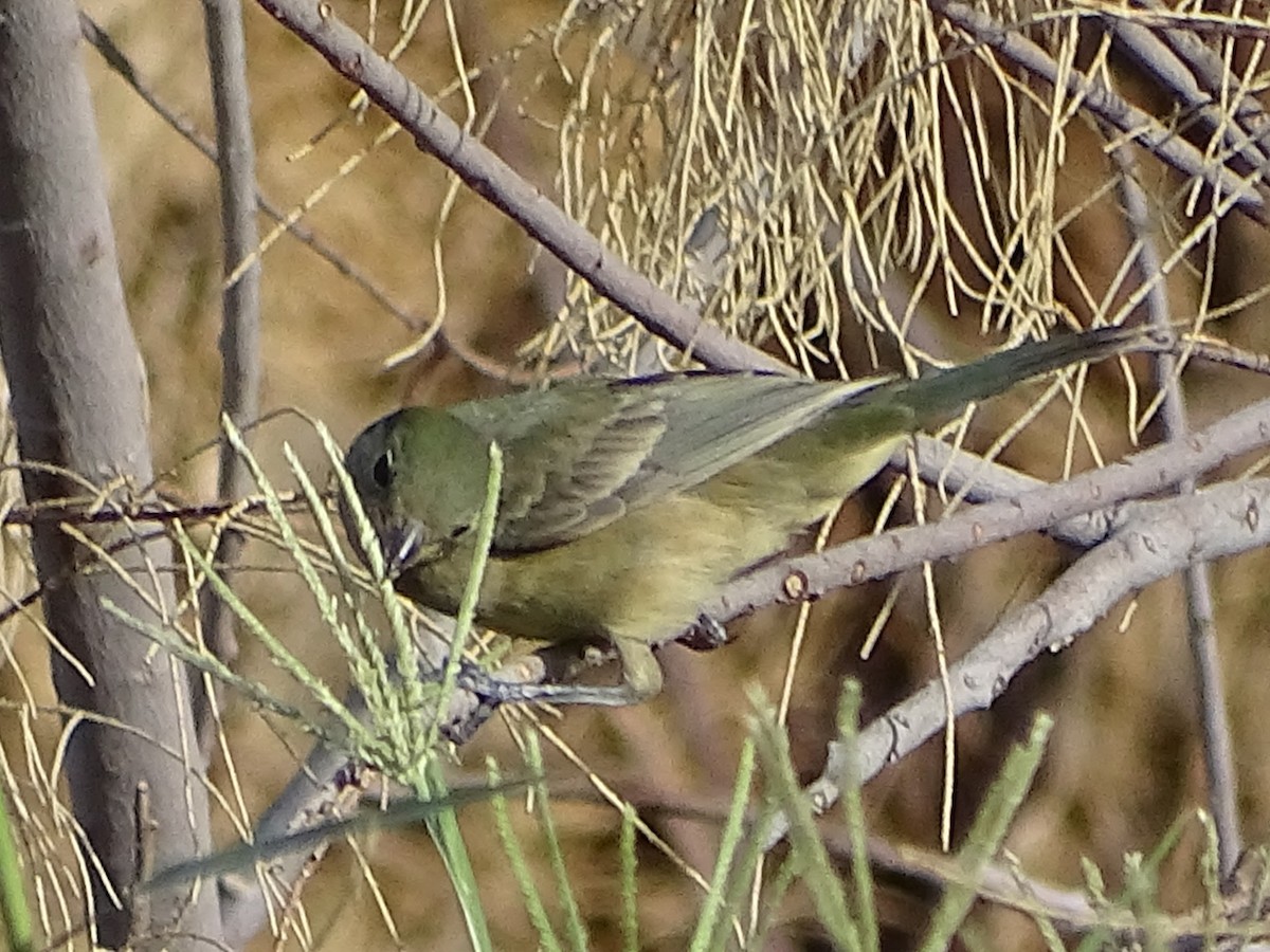Painted Bunting - ML641750912
