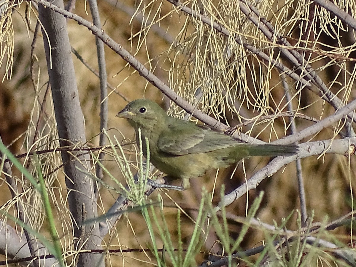 Painted Bunting - ML641750921