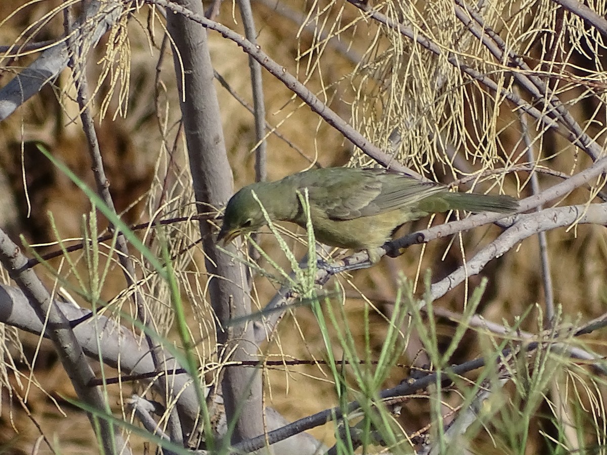 Painted Bunting - ML641750925