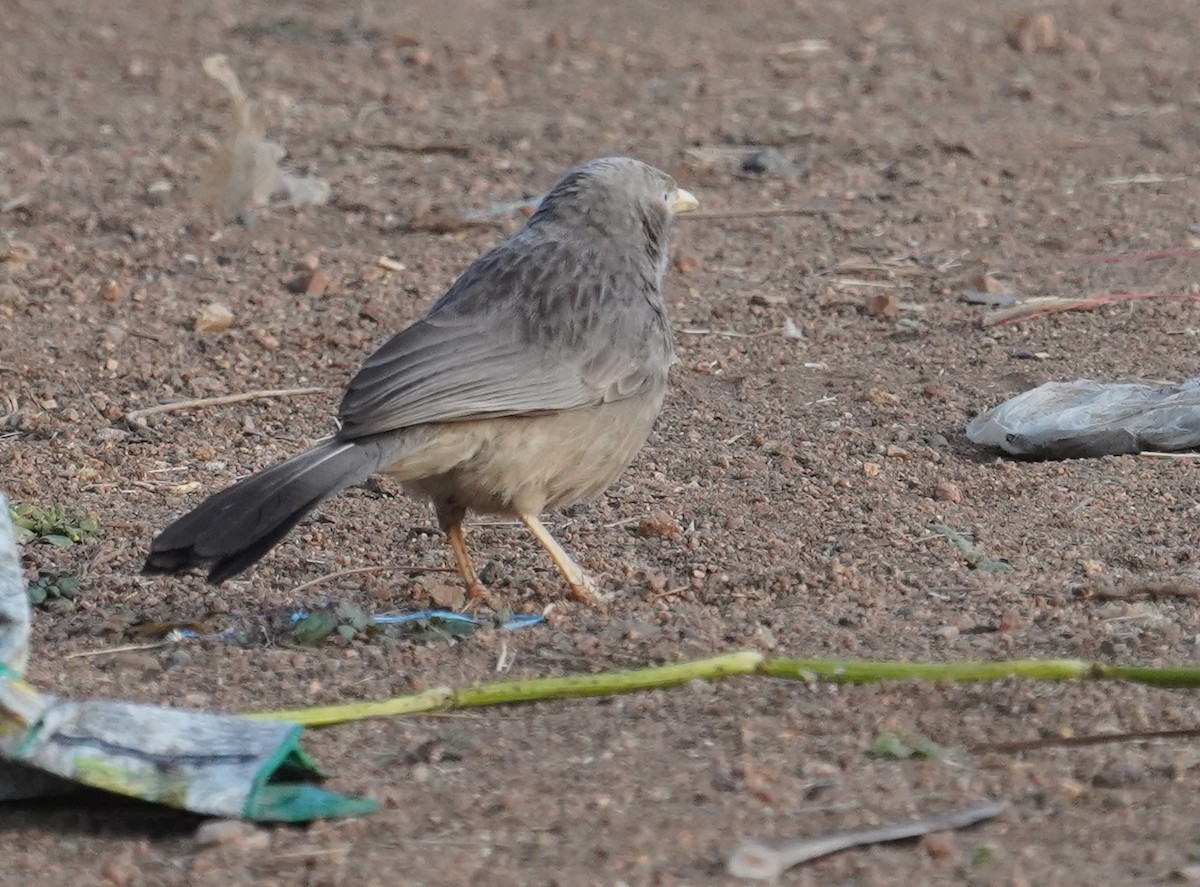Yellow-billed Babbler - ML641750963