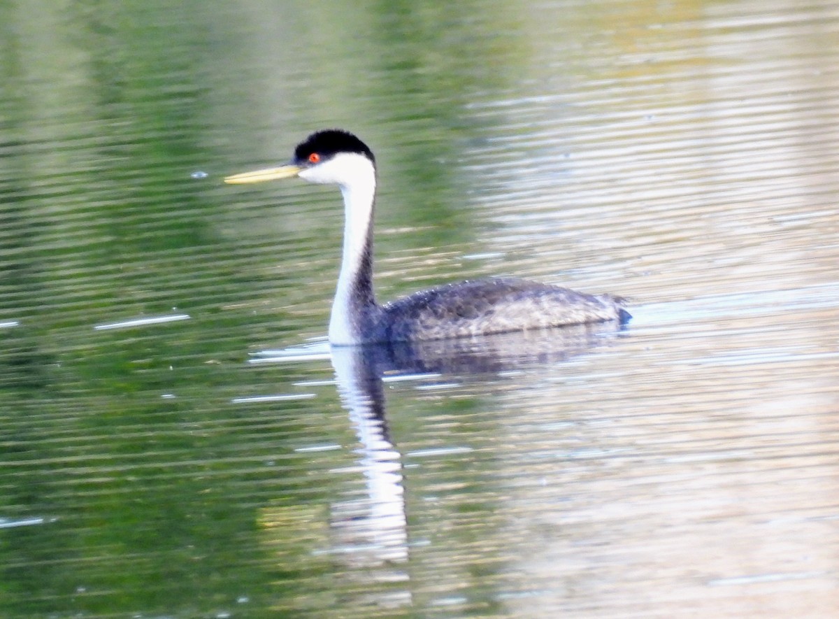 Western Grebe - ML641750999