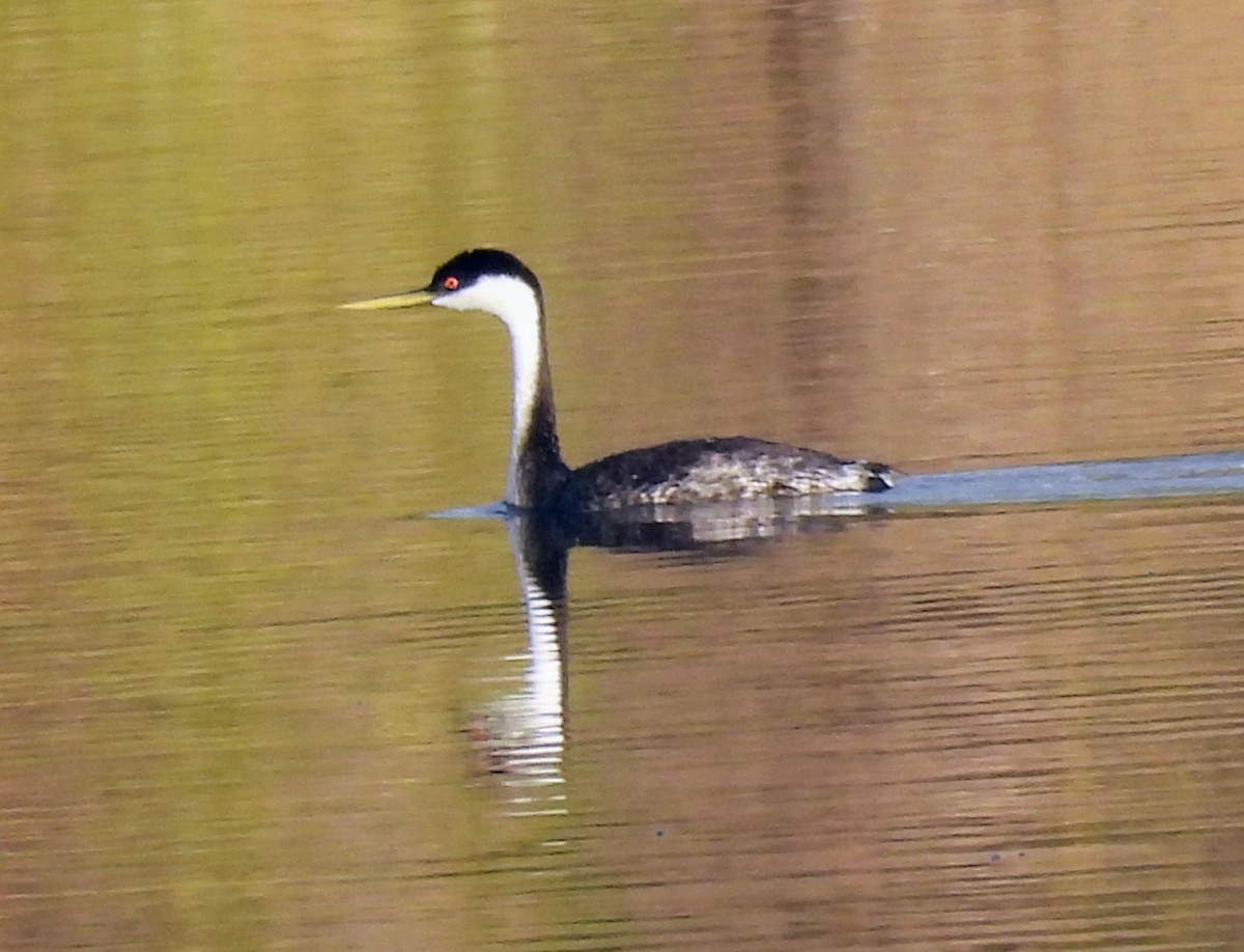 Western Grebe - ML641751000