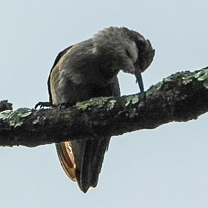 Ruby-throated Hummingbird - ML641751026