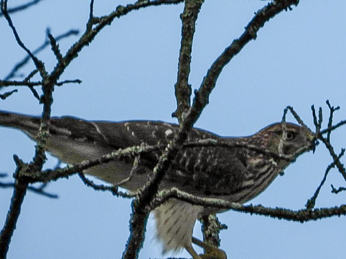 Cooper's Hawk - ML641751036