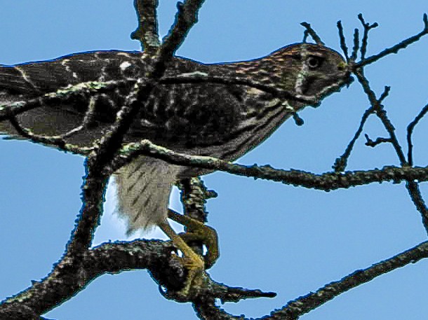 Cooper's Hawk - ML641751037