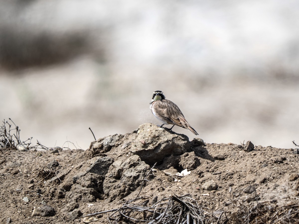 Horned Lark - ML641751042