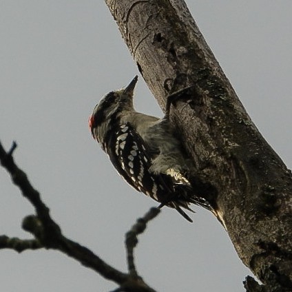 Downy Woodpecker - ML641751054