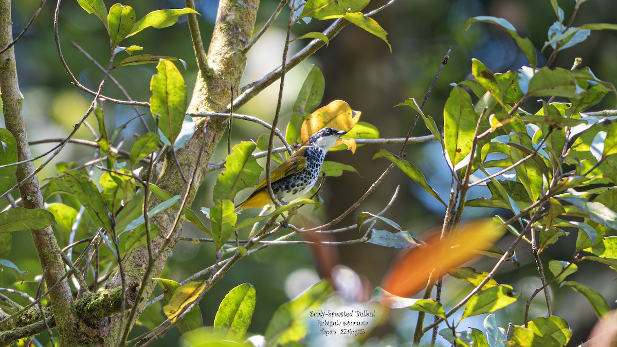 Scaly-breasted Bulbul - ML641751059
