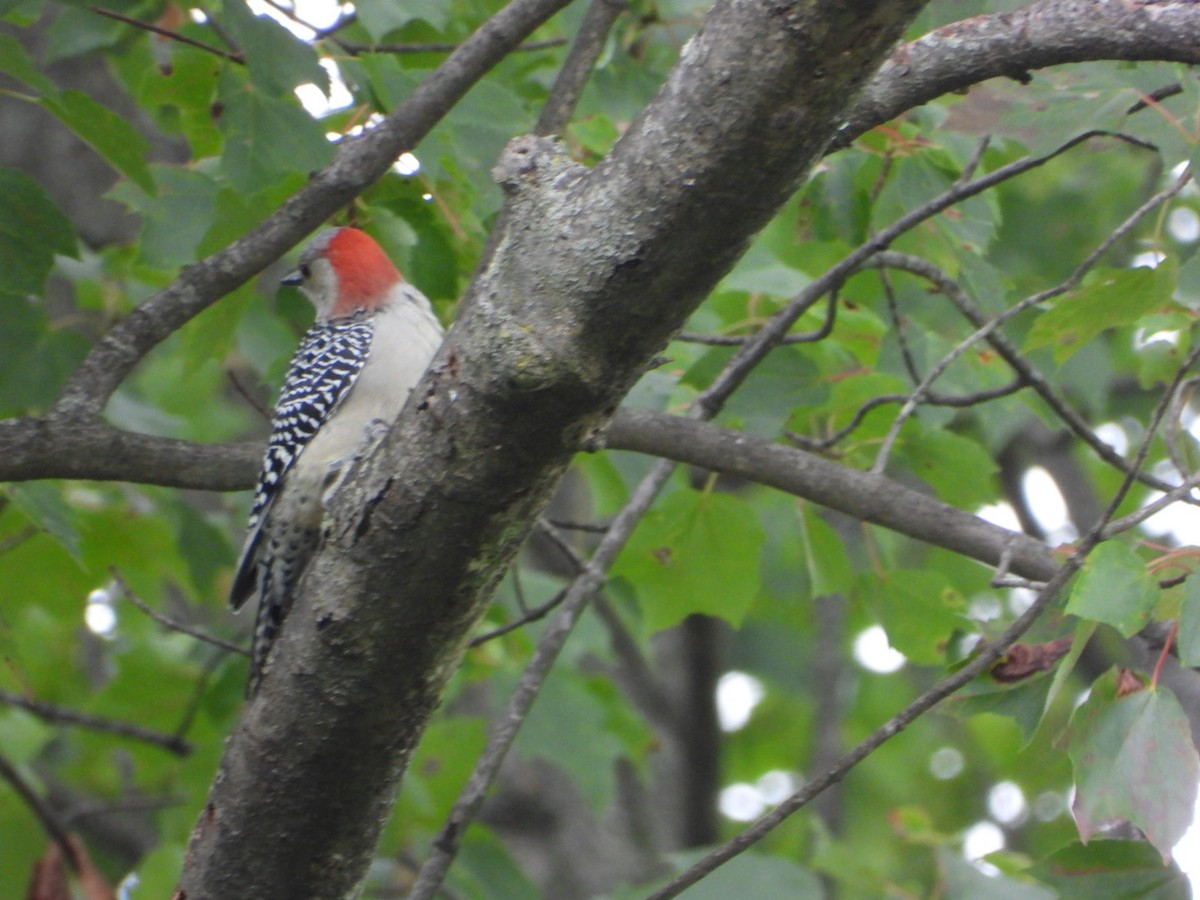 Red-bellied Woodpecker - ML641751060