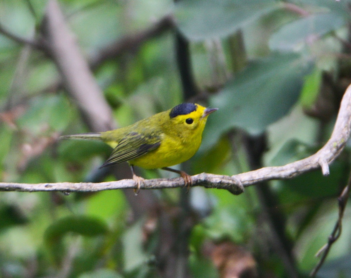 Wilson's Warbler - ML641751068