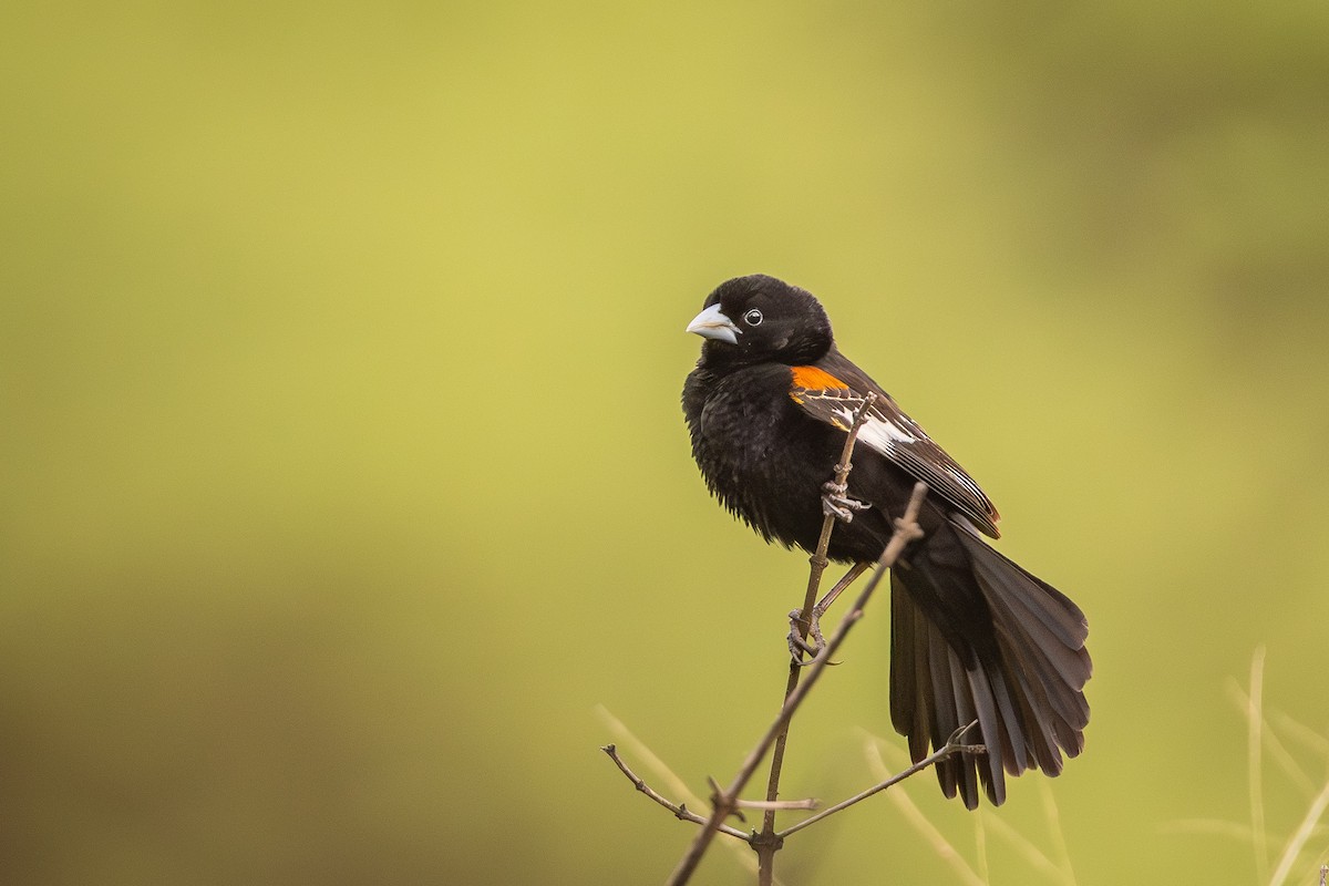 ハジロホウオウ - ML641751075