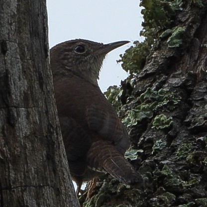 Northern House Wren - ML641751085