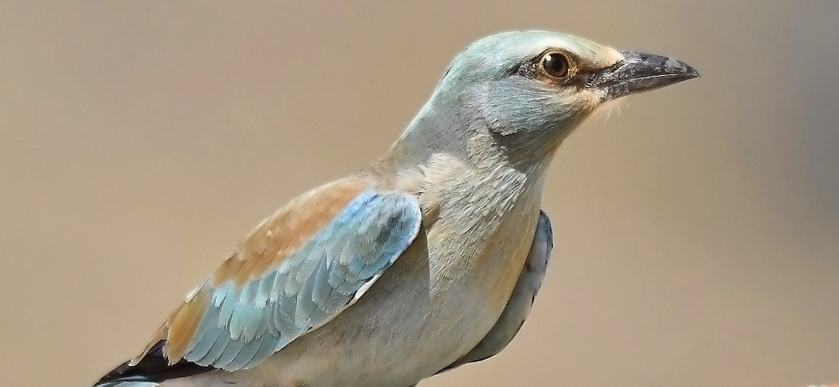 mandelík hajní - ML641751110