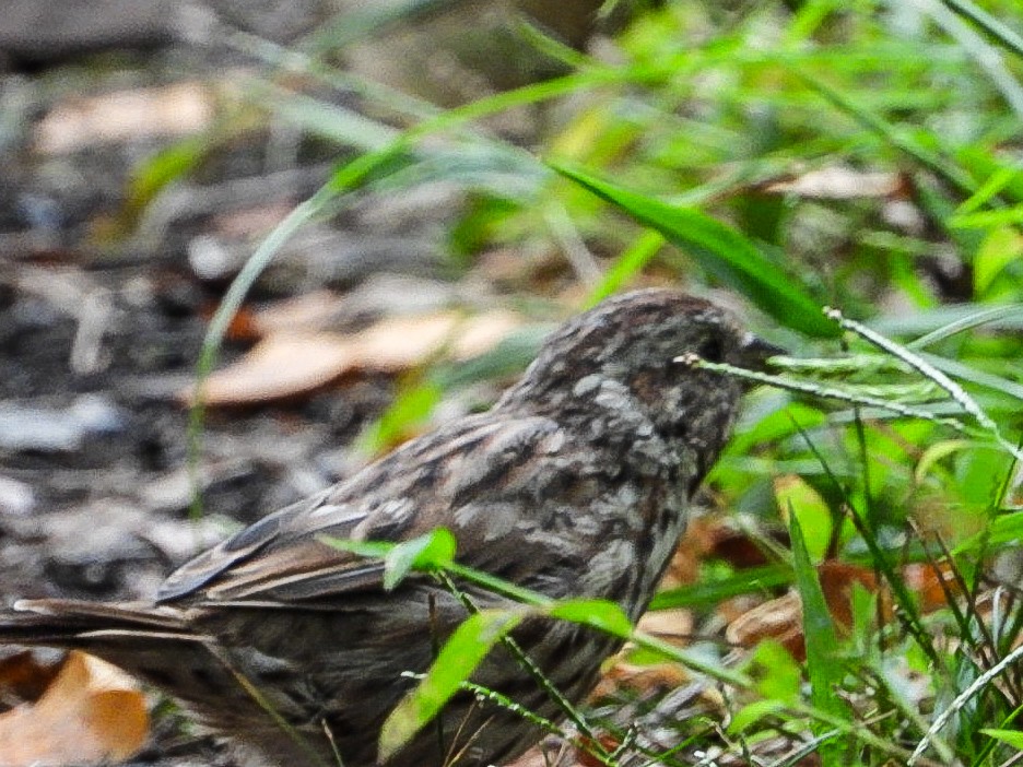 Song Sparrow - ML641751125
