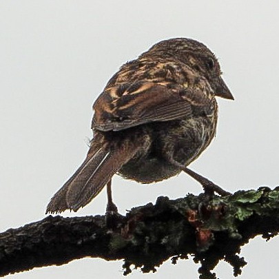 Song Sparrow - ML641751126