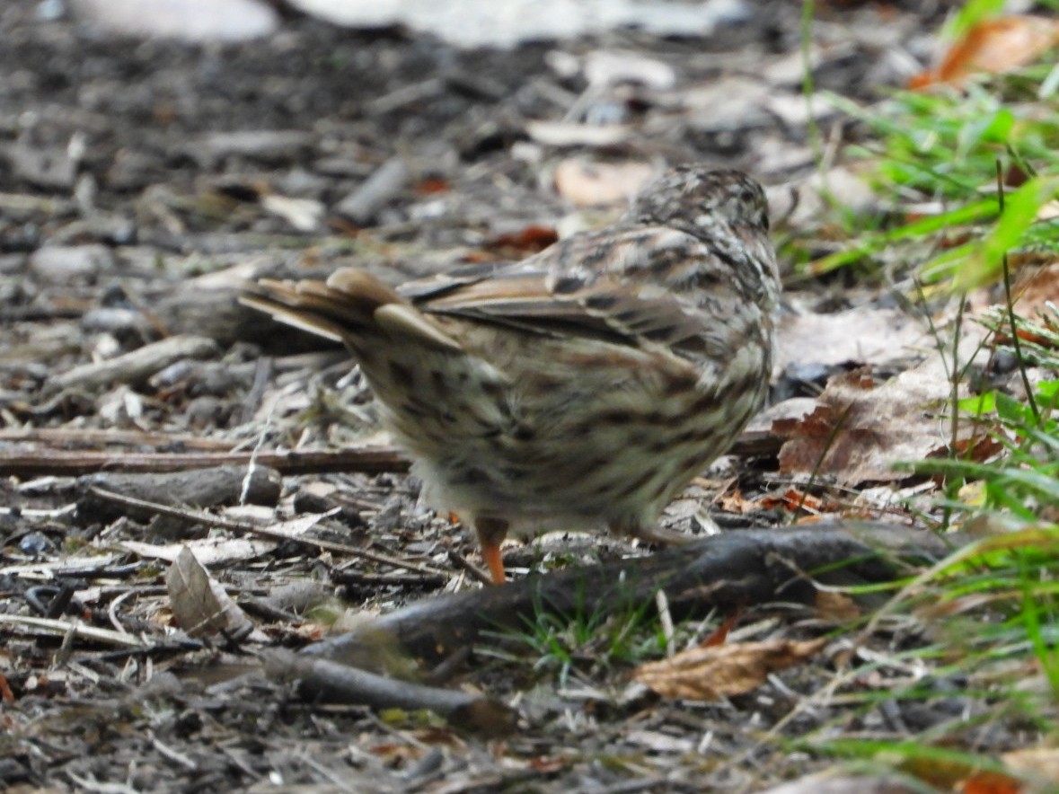 Song Sparrow - ML641751127