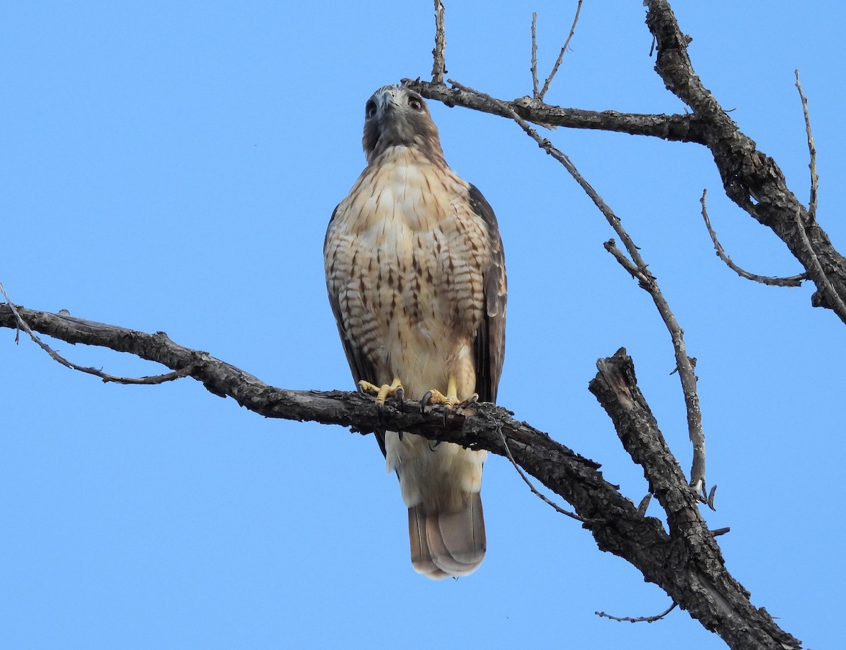 Red-tailed Hawk - ML641751134