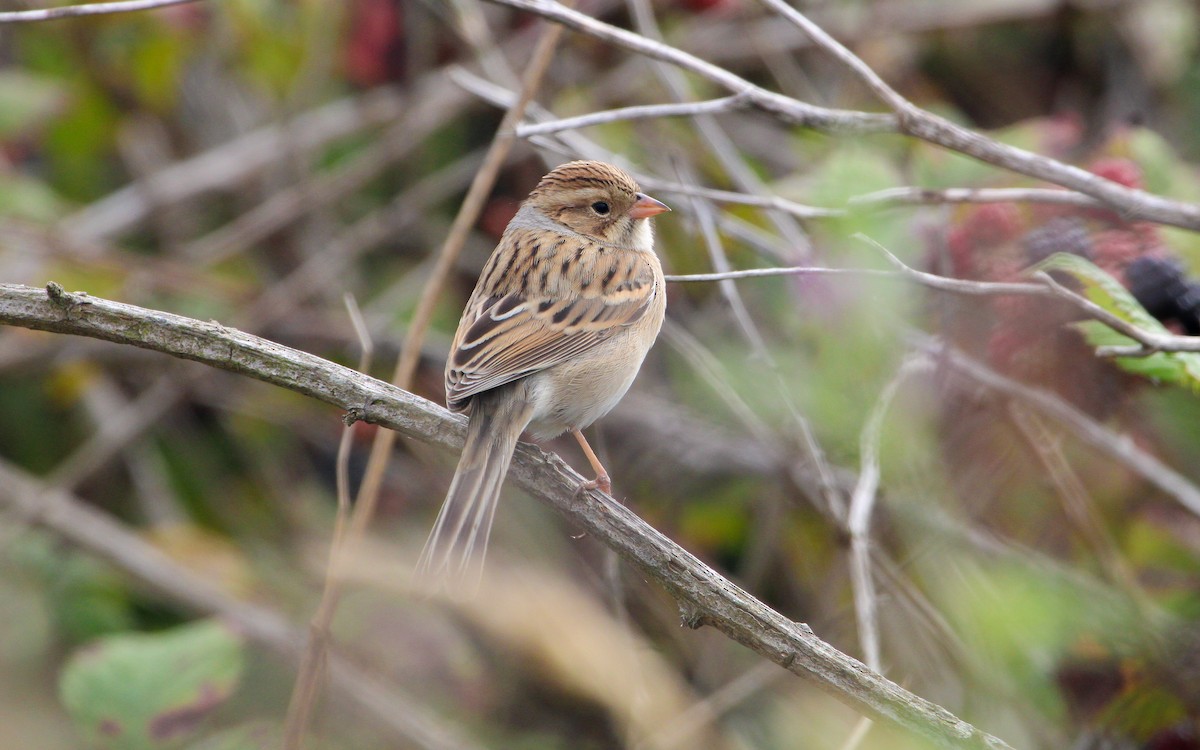 Clay-colored Sparrow - ML641751141