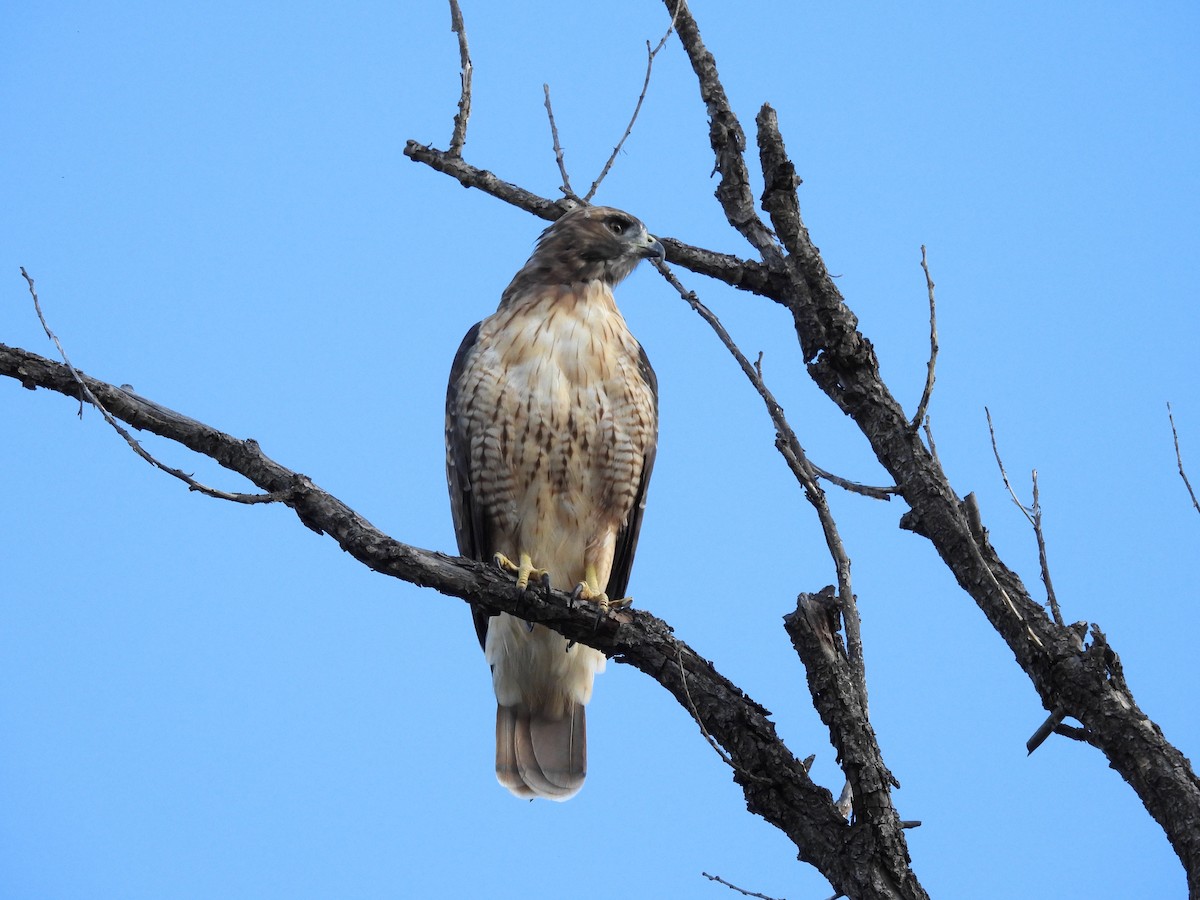 Red-tailed Hawk - ML641751160