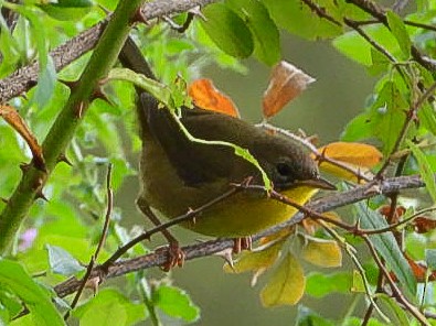 Common Yellowthroat - ML641751183