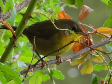 Common Yellowthroat - ML641751184