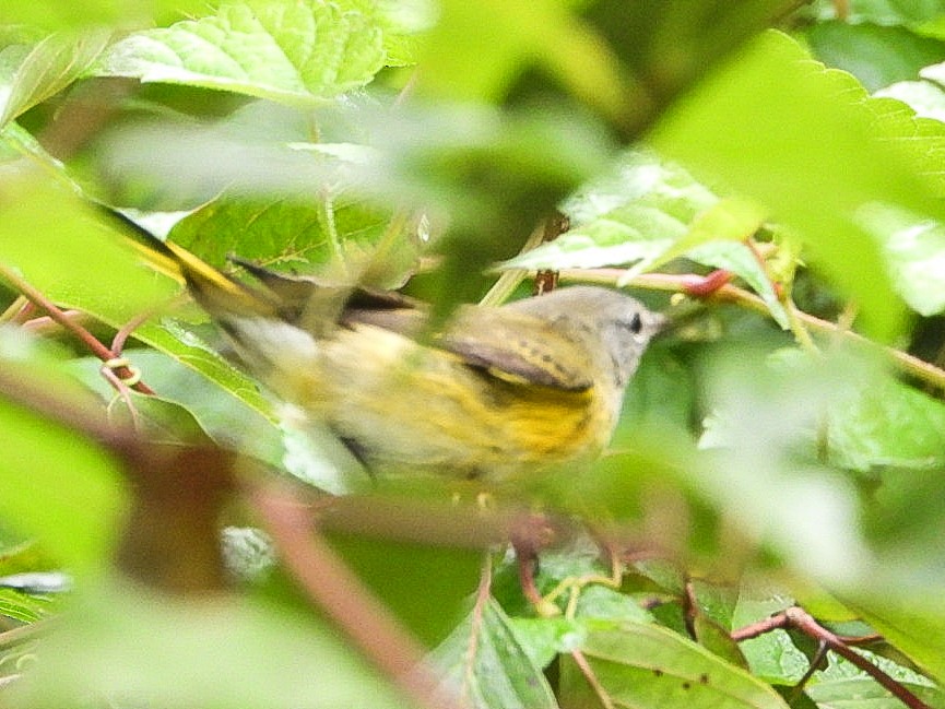 American Redstart - ML641751201