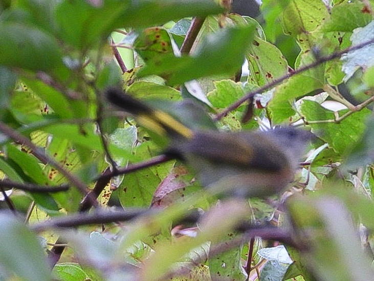 American Redstart - ML641751202