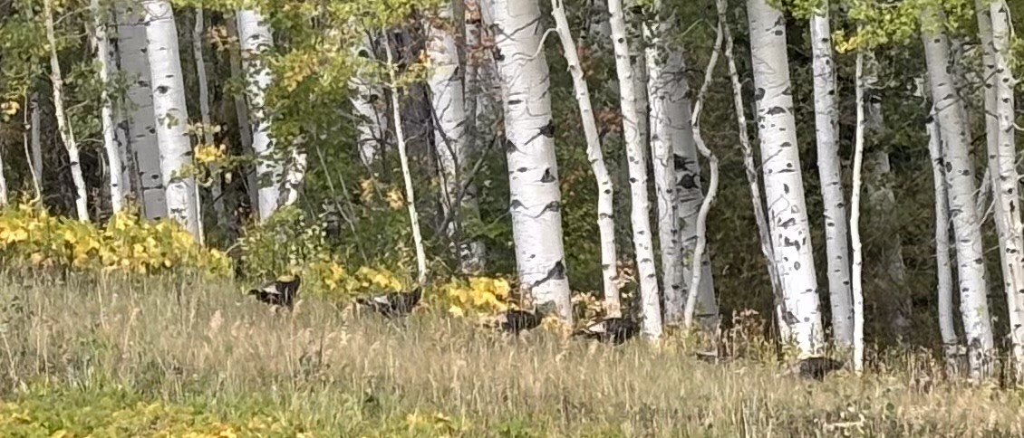 Wild Turkey - ML641751203