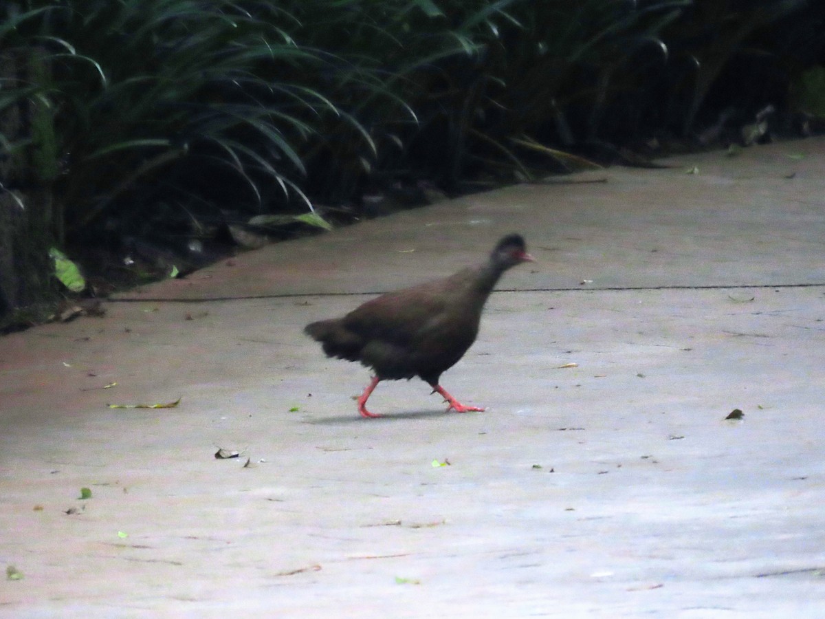 Red Spurfowl - ML641751208