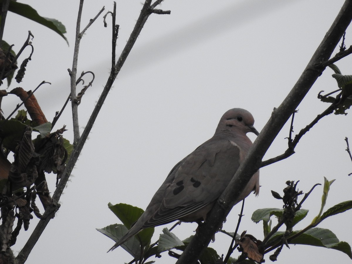 Eared Dove - ML641751224