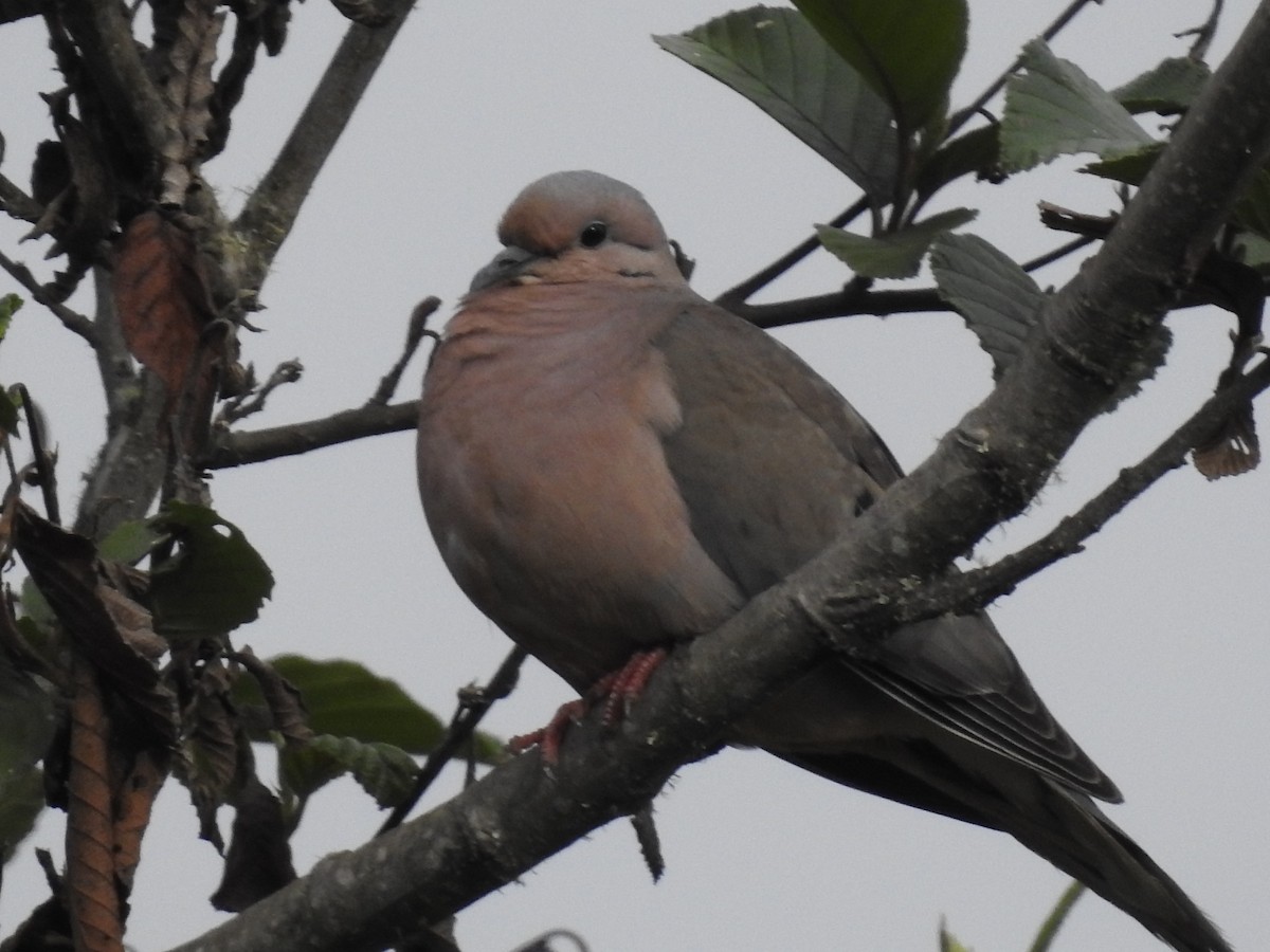 Eared Dove - ML641751225