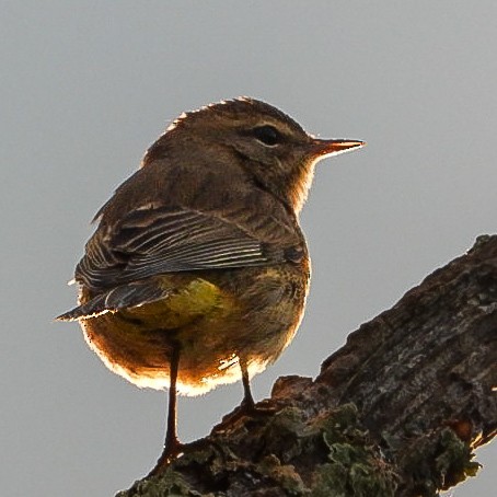 Palm Warbler - ML641751228