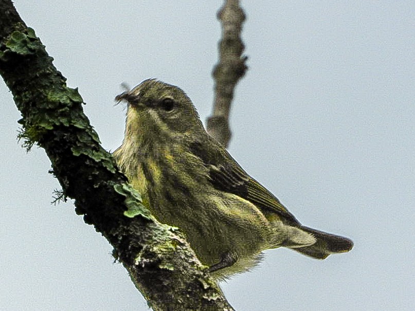 Cape May Warbler - ML641751236