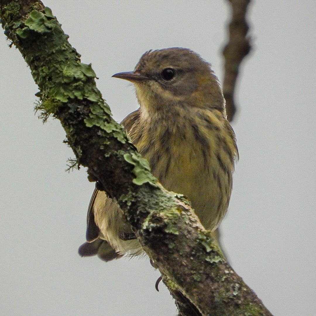 Cape May Warbler - ML641751237