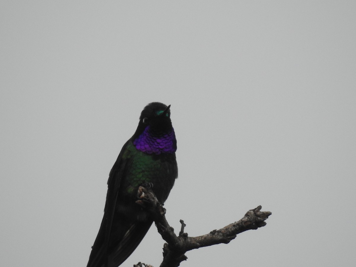 Purple-throated Sunangel - ML641751250