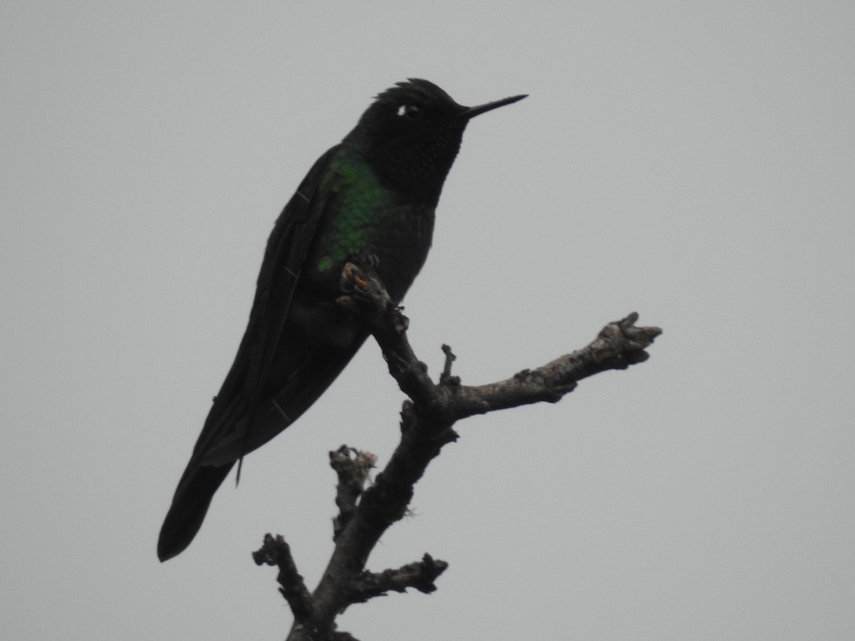 Purple-throated Sunangel - ML641751251