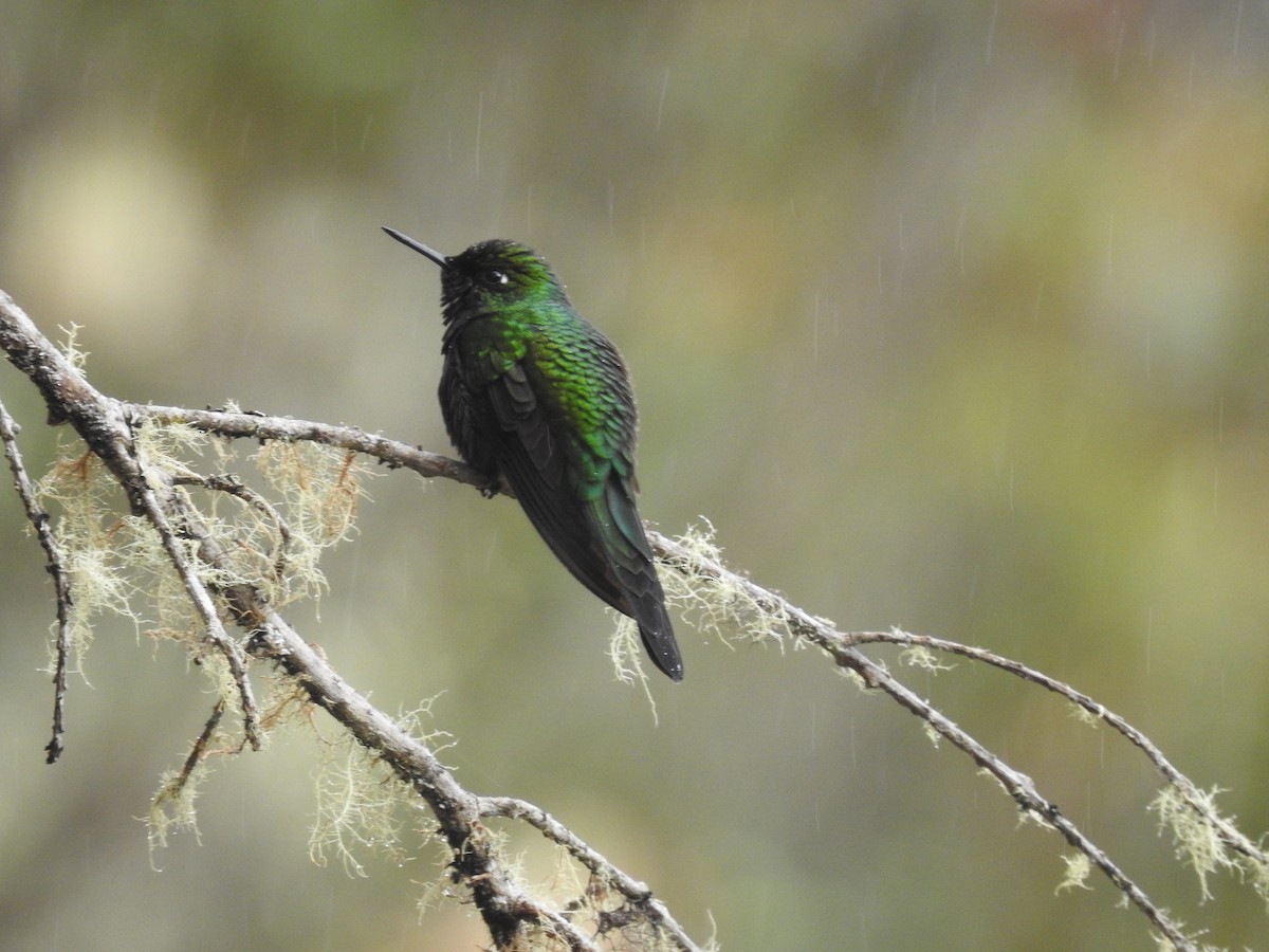 Purple-throated Sunangel - ML641751252