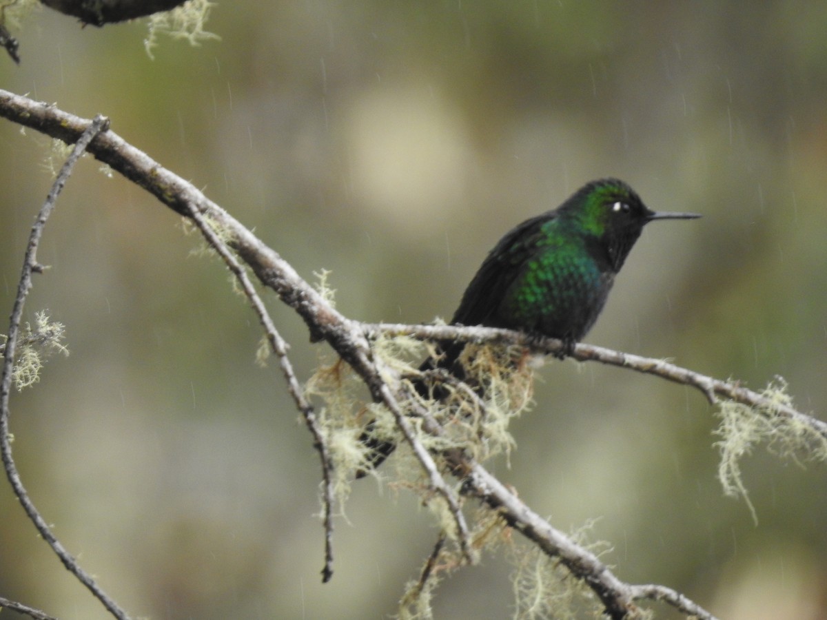 Purple-throated Sunangel - ML641751253