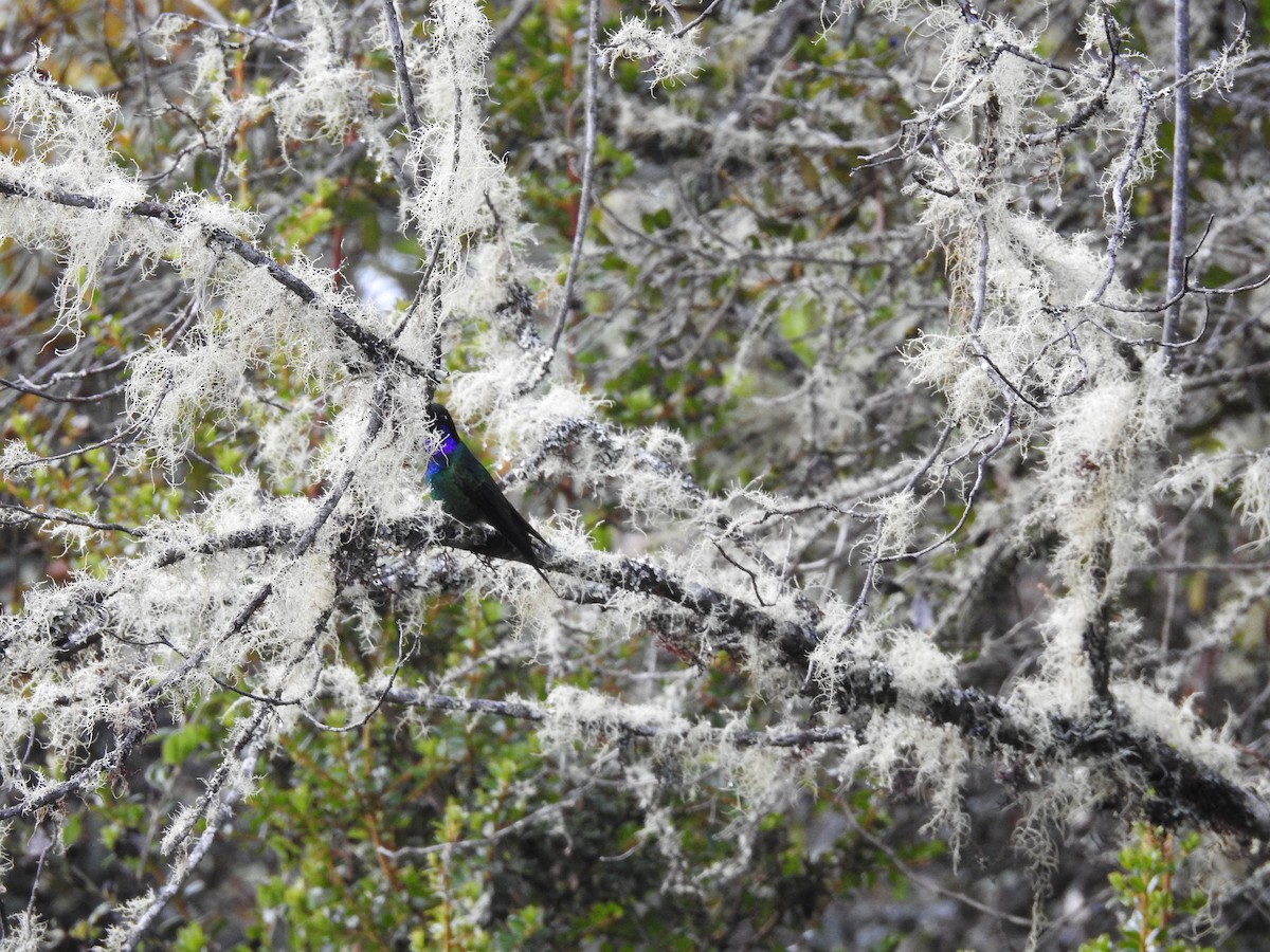 Purple-throated Sunangel - ML641751254