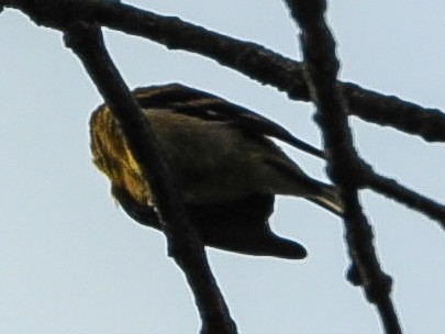 American Goldfinch - ML641751259