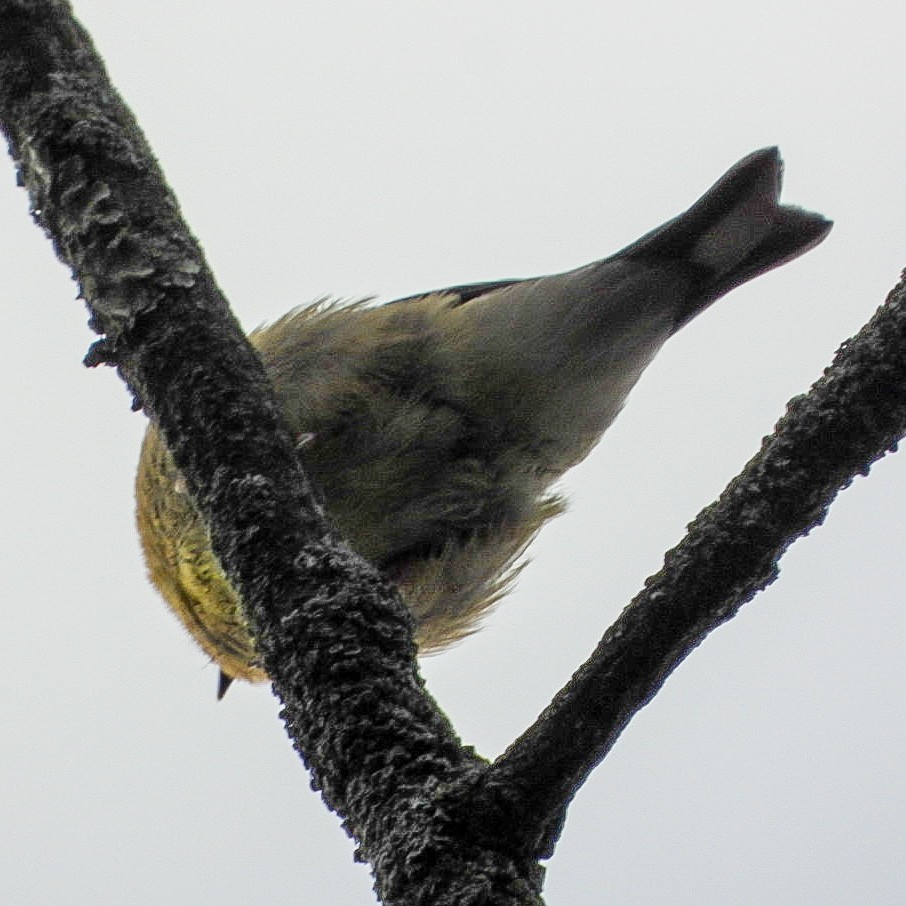 American Goldfinch - ML641751260