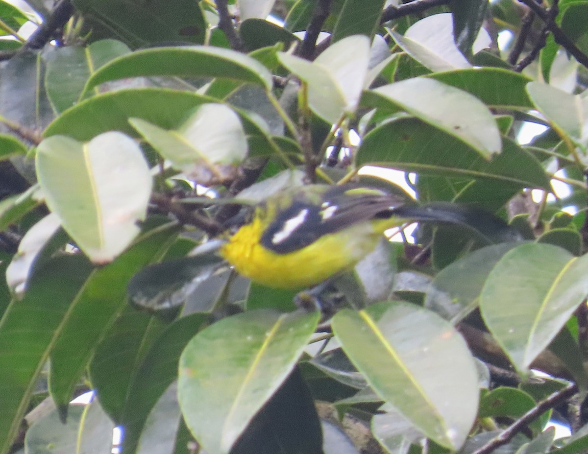 Common Iora - ML641751271