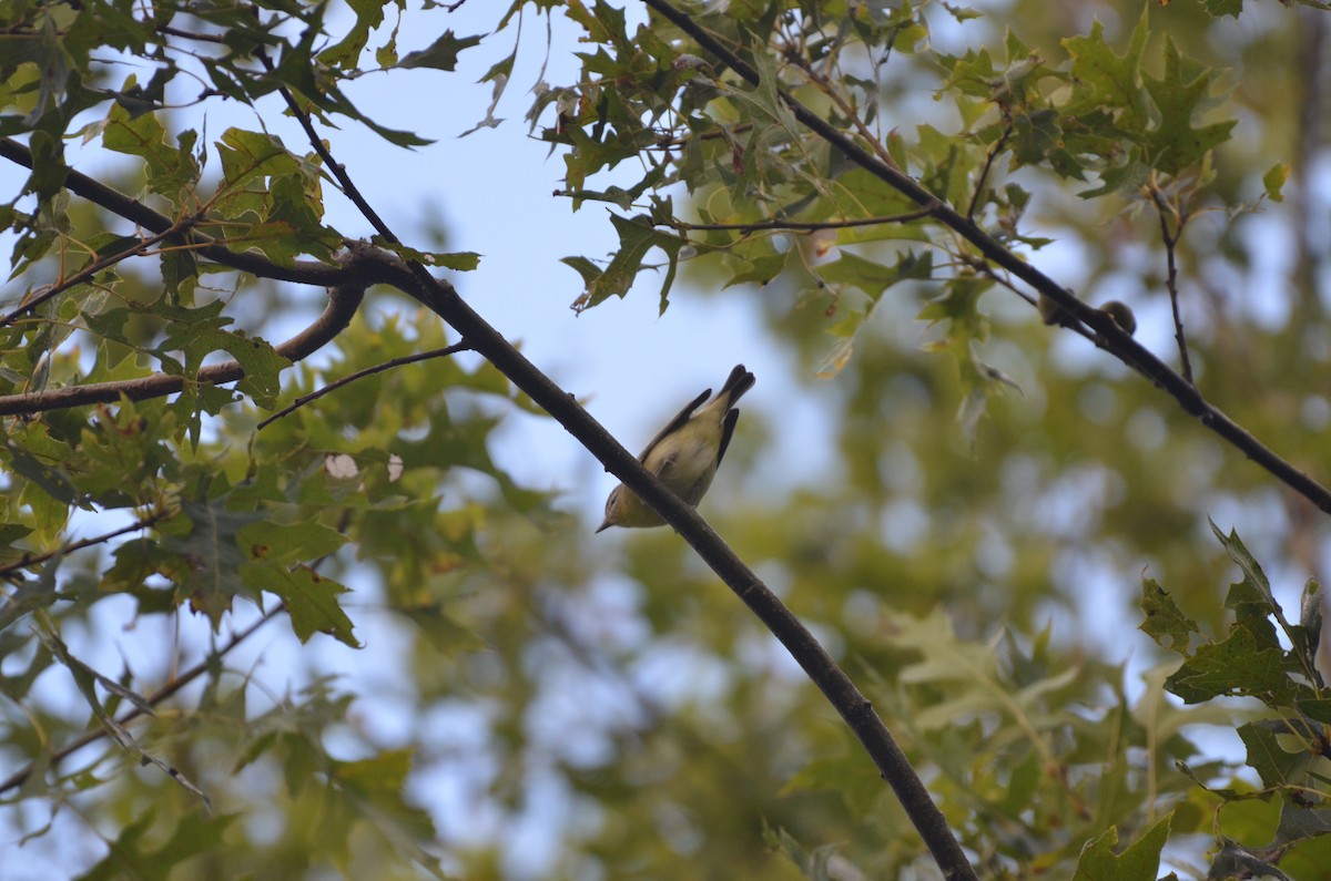 Philadelphia Vireo - ML641751277