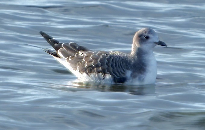 Sabine's Gull - ML641751299