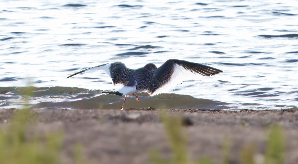 Sabine's Gull - ML641751302