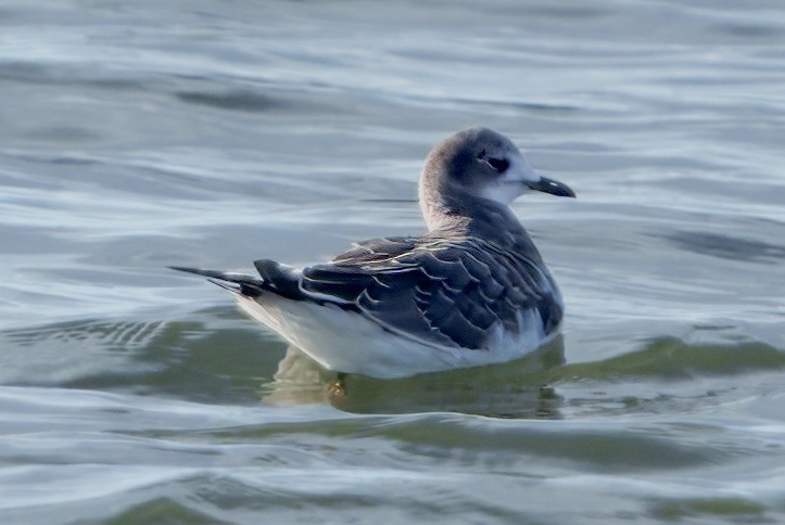 Sabine's Gull - ML641751304