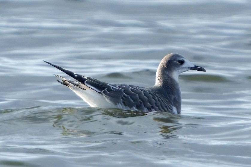 Sabine's Gull - ML641751306