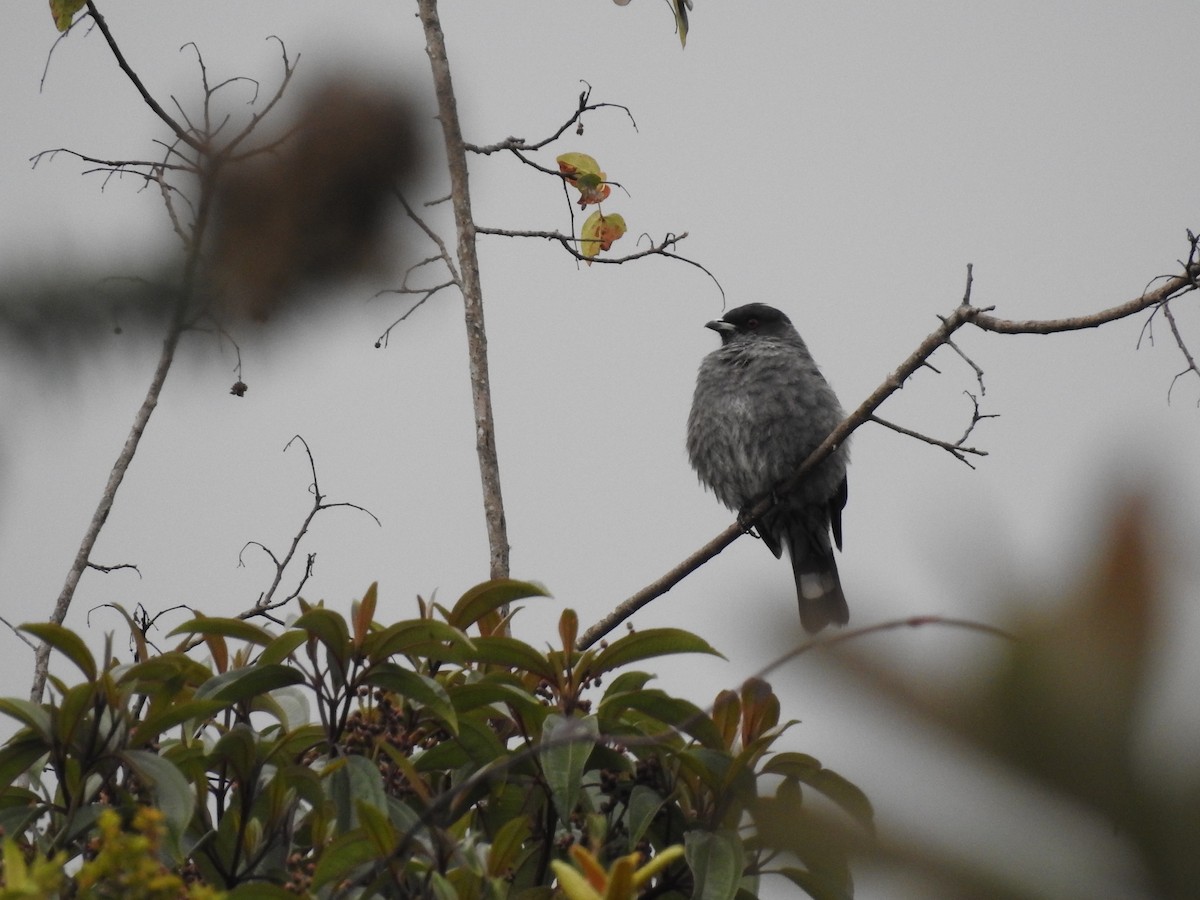 Red-crested Cotinga - ML641751317