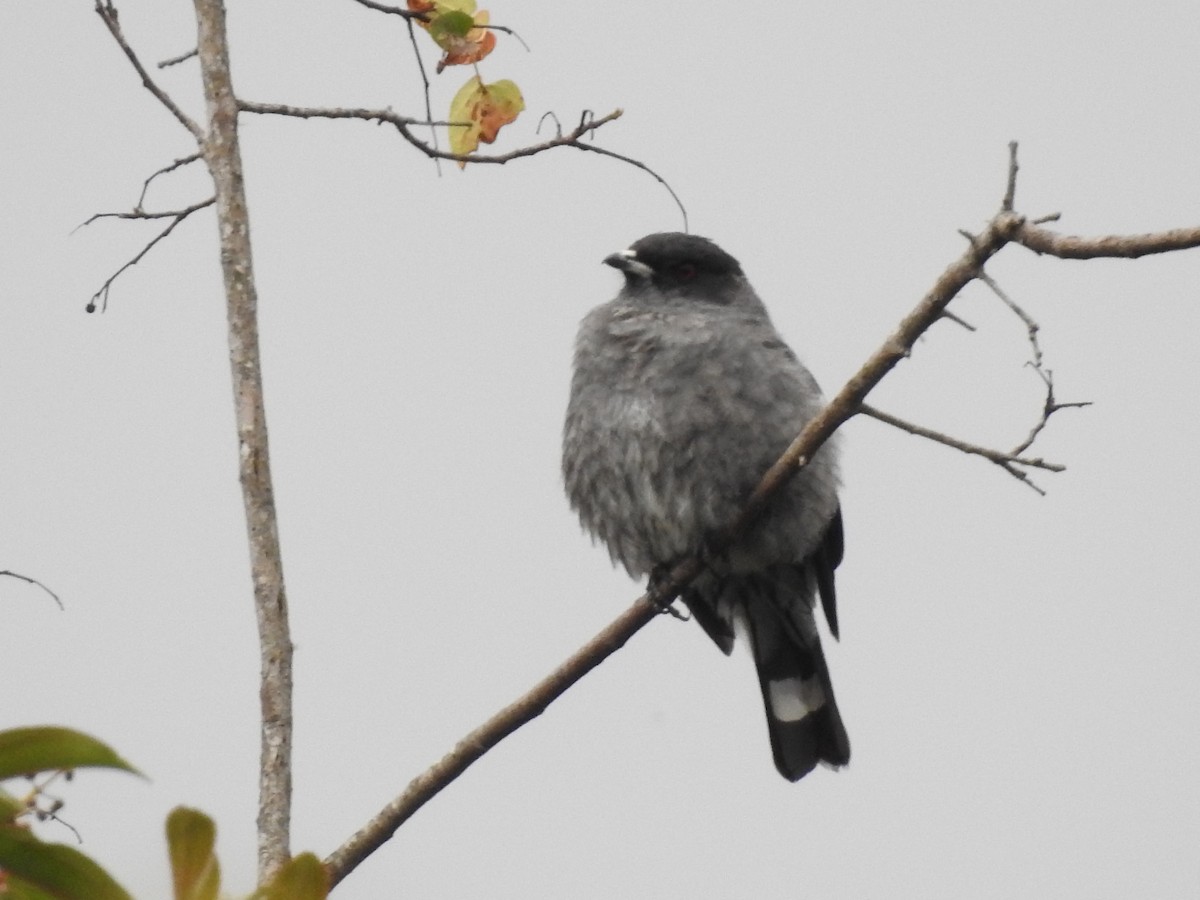 Red-crested Cotinga - ML641751318
