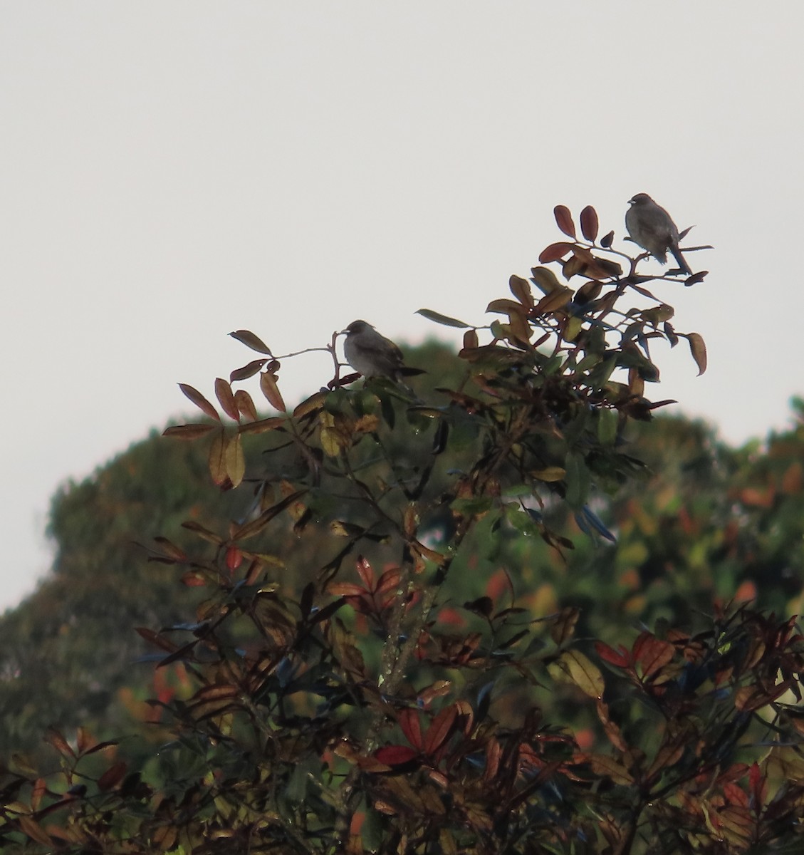 Red-crested Cotinga - ML641751319